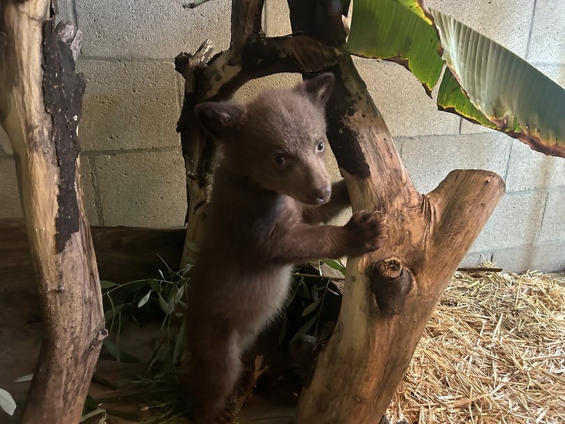 The cub exploring his habitat.