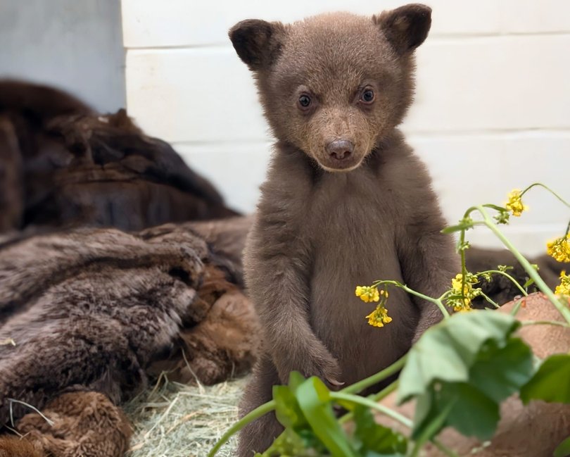 The goal is for the cub to be released back into the wild within about a year.