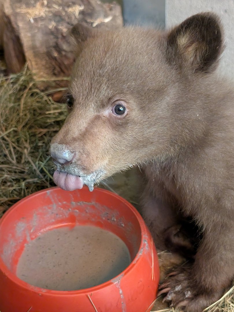 The cub enjoying some formula.