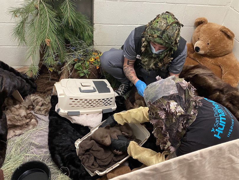 Staff at the San Diego Humane Society’s Ramona Wildlife Centre look after the cub after he was rescued. Initially, staff wore camouflage as they did not yet have bear masks and costumes.