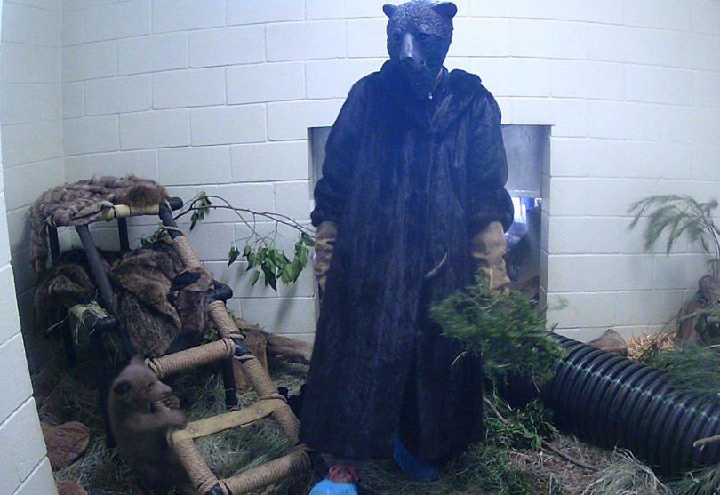A staff member wears a bear costume while interacting with the cub.