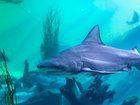 Sydney Zoo has confirmed the death of two of its bull sharks. 