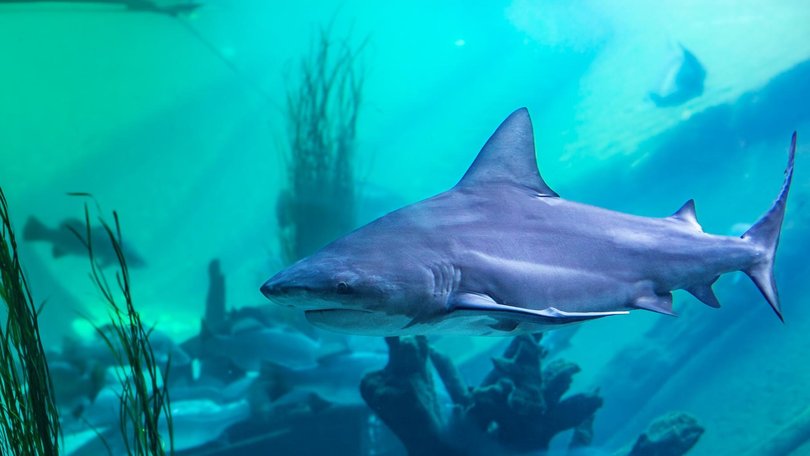 Sydney Zoo has confirmed the death of two of its bull sharks.