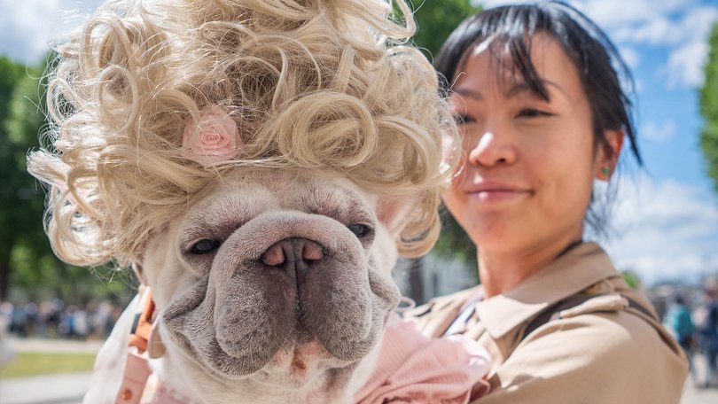 Charlotte the French bulldog poses after entering the Bridgerton award, during the Greenwich Dog Show, at the Old Royal Naval College in Greenwich, south-east London.