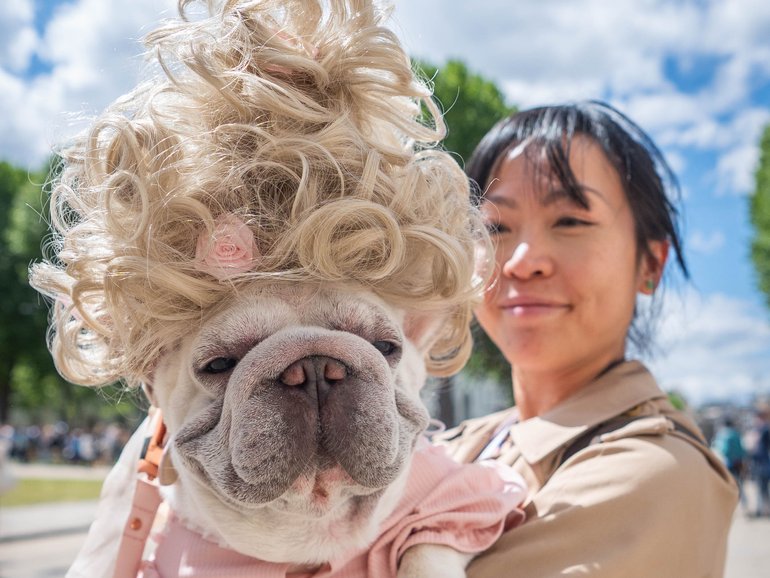 Charlotte the French bulldog poses after entering the Bridgerton award, during the Greenwich Dog Show, at the Old Royal Naval College in Greenwich, south-east London.