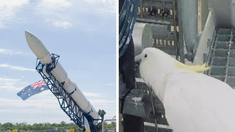 A cockatoo has copped the blame for a failed rocket launch.