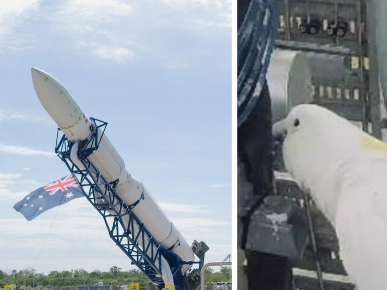 A cockatoo has copped the blame for a failed rocket launch.
