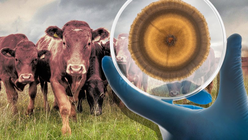In a non-descript warehouse on the outskirts of Brisbane, millions of fungi are brewing up a potential solution for an existential problem facing the red meat industry.
