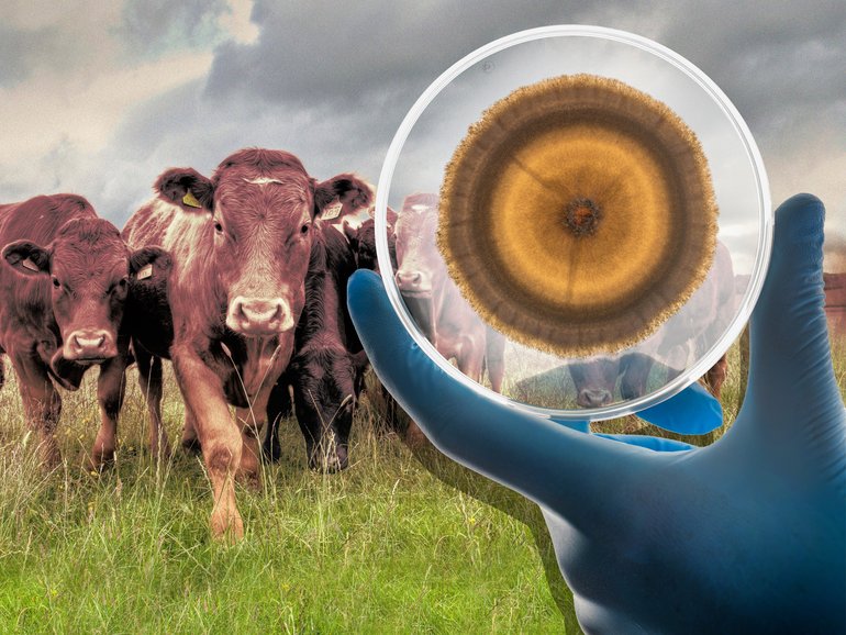 In a non-descript warehouse on the outskirts of Brisbane, millions of fungi are brewing up a potential solution for an existential problem facing the red meat industry.