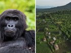 Four female eastern lowland gorillas have made a historic integration into a group of wild gorillas.