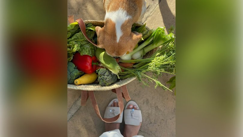 Meghan Markles most recent instagram post has royal fans questioning if her 'garden haul' was from her garden or the store.