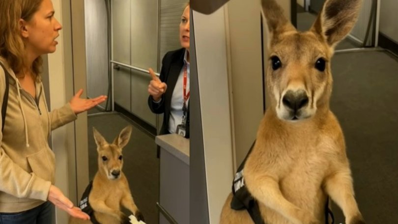 The video of the Kangaroo trying to board a plane garnered 16 million views in four days.