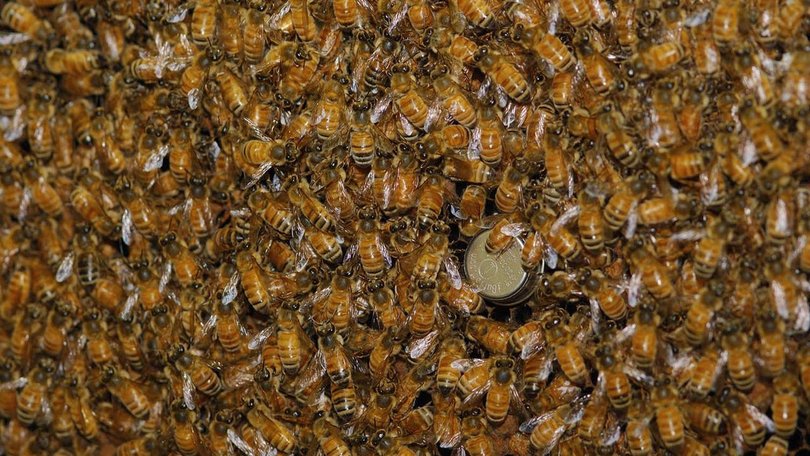 A truck hauling honeybee hives has rolled over in the US, causing millions of the insects to escape.