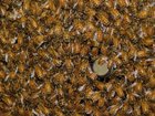 A truck hauling honeybee hives has rolled over in the US, causing millions of the insects to escape.
