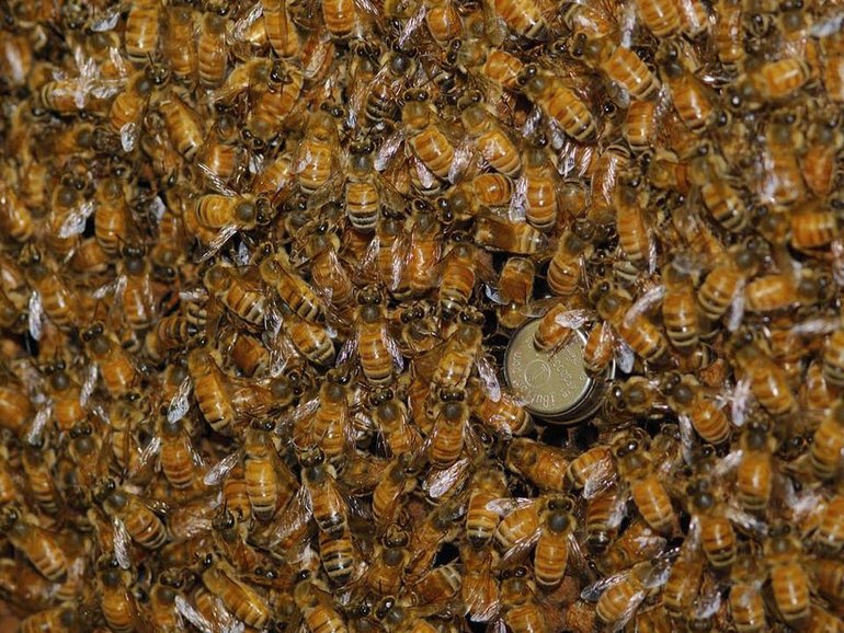 A truck hauling honeybee hives has rolled over in the US, causing millions of the insects to escape.