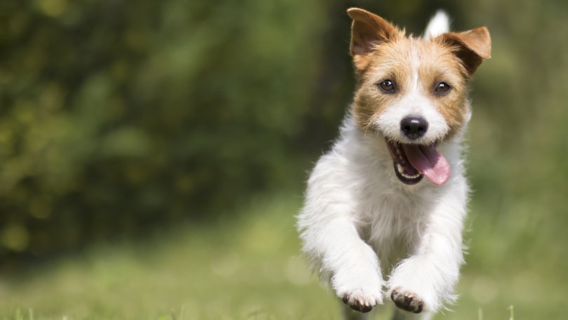 A pet will bring in some good germs.