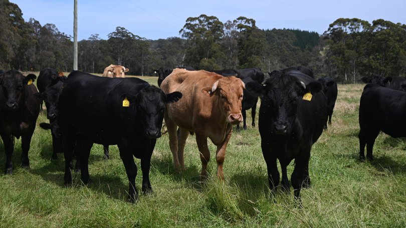 Cattle with NILS identification tags.