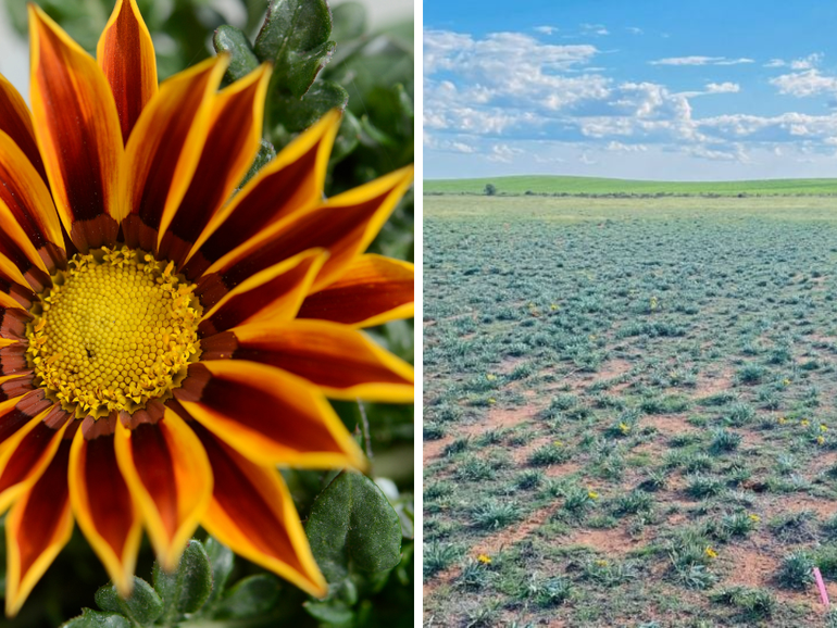 Gazania daisies have been warned as a highly invasive plant threatening Australia’s environment.