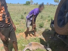 The group of up to five men was filmed abusing a young male kangaroo.