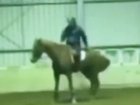 Heath Ryan whipped a horse 42 times.