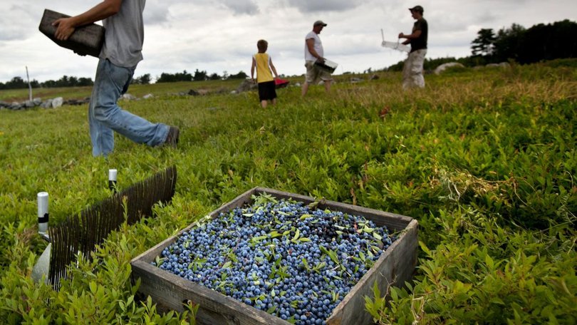 A parliamentary inquiry has been told imported fruit pickers were subjected to prolonged suffering. (AP PHOTO)