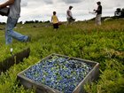 A parliamentary inquiry has been told imported fruit pickers were subjected to prolonged suffering. (AP PHOTO)