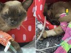 Pablo the kitten is lucky to be alive after surviving a full washing machine cycle