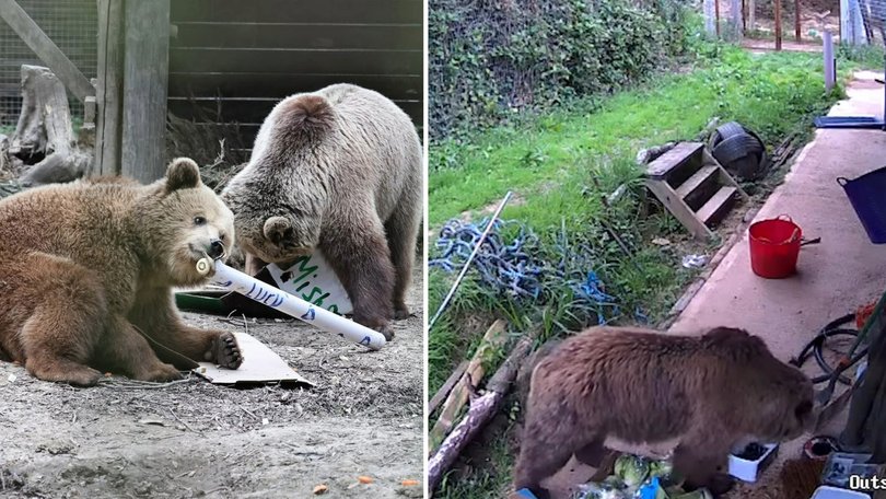 Mish and Lucy the bears, escape zoo encolsure.