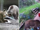 Mish and Lucy the bears, escape zoo encolsure.