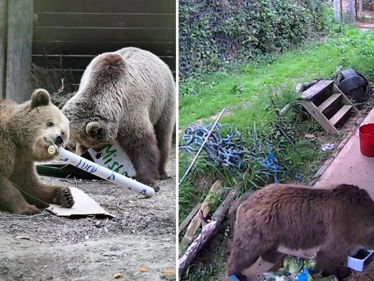 Mish and Lucy the bears, escape zoo encolsure.