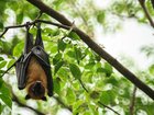 Scientists have raised ‘urgent concerns’ after the discovery of new bat pathogens in China 