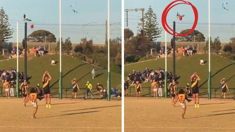 The bizarre moment was captured on camera as the bird went down during the match.