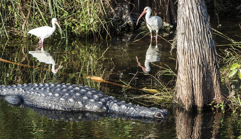 The Everglades is home to nearly 800 animal species