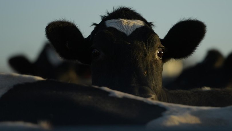 A cattleman and a veterinarian face charges after police recovered a herd of livestock.