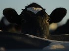 A cattleman and a veterinarian face charges after police recovered a herd of livestock.