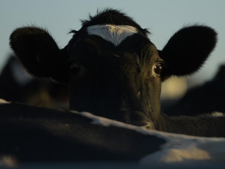 A cattleman and a veterinarian face charges after police recovered a herd of livestock.