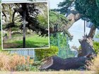 The tree had been propped up with a metal pole for years before collapsing and killing a girl.
