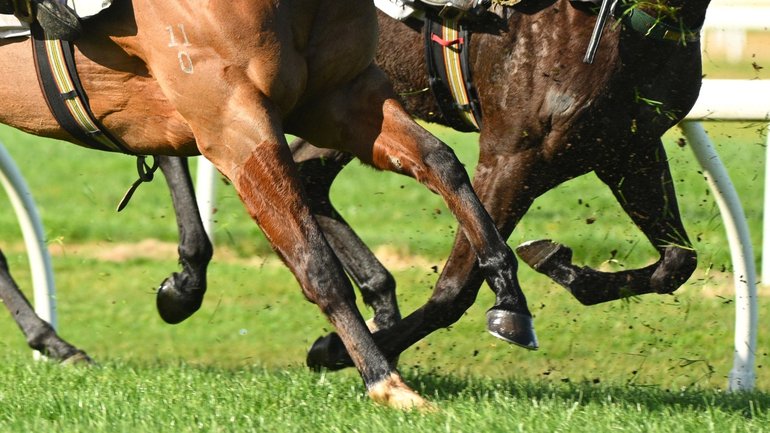 Horses compete in barrier trials at Cranbourne.