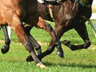 Horses compete in barrier trials at Cranbourne.