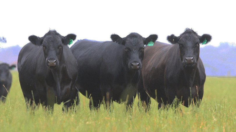 Grass-fed cattle.