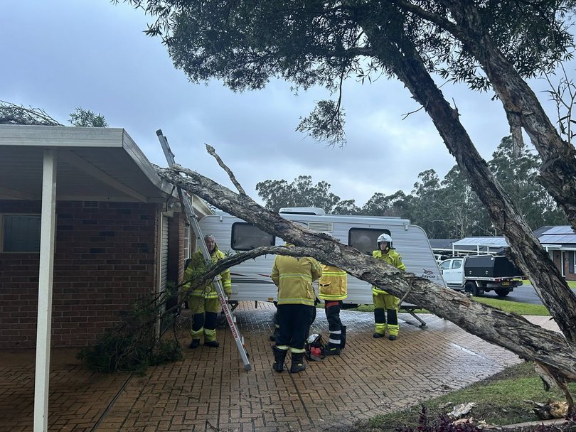 Albion Park Rural Fire Brigade responds to a tree fallen on a property.