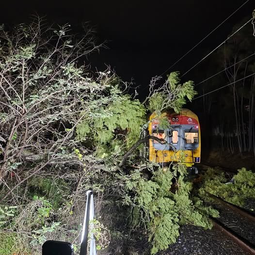 A tree fell onto the tracks in Kingswood on Tuesday night.