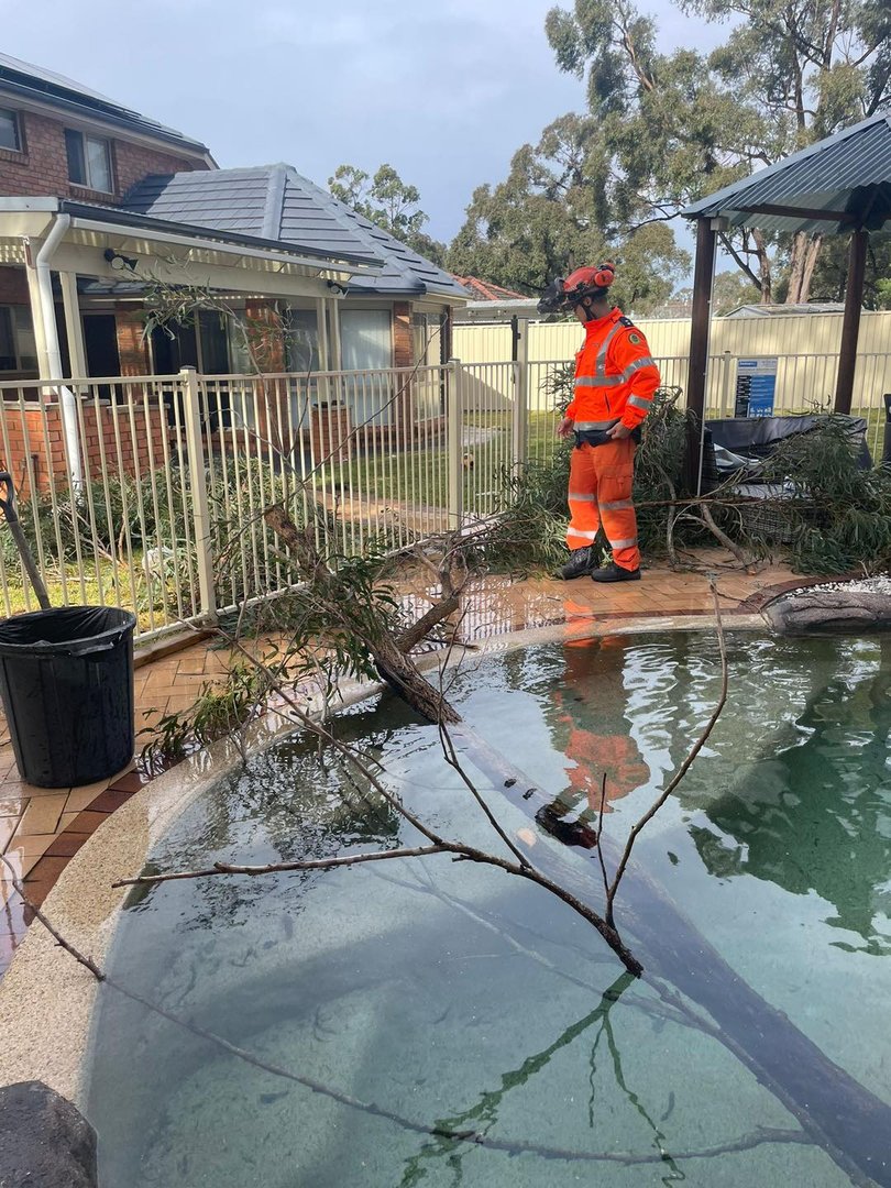 A tree has toppled down into a backyard pool in an Illawarra property.