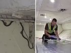 Snake found in cargo hold has delayed Virgin Australia Melbourne flight.