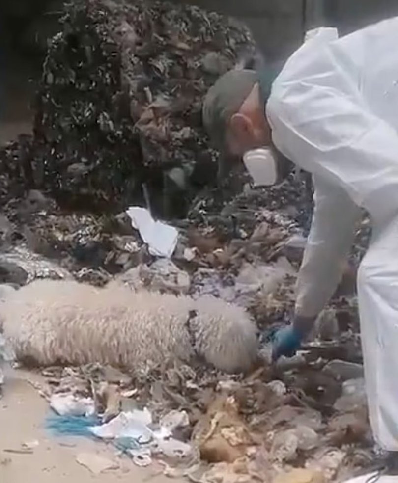 Sniffer dogs were called in to identify the remains that had been mixed in with household rubbish. 