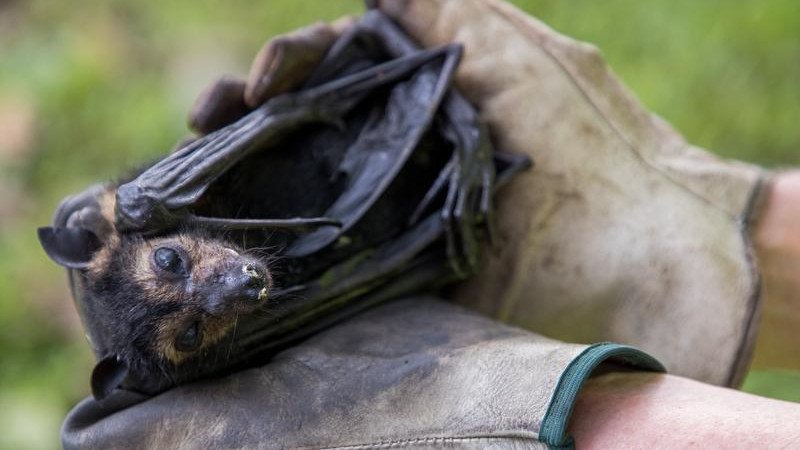 The deadly lyssavirus virus can also be found in species of flying fox found in Australia.