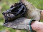 The deadly lyssavirus virus can also be found in species of flying fox found in Australia.