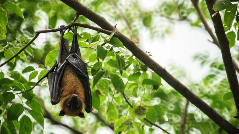 A man in northern NSW has died after contracting Australian bat lyssavirus.