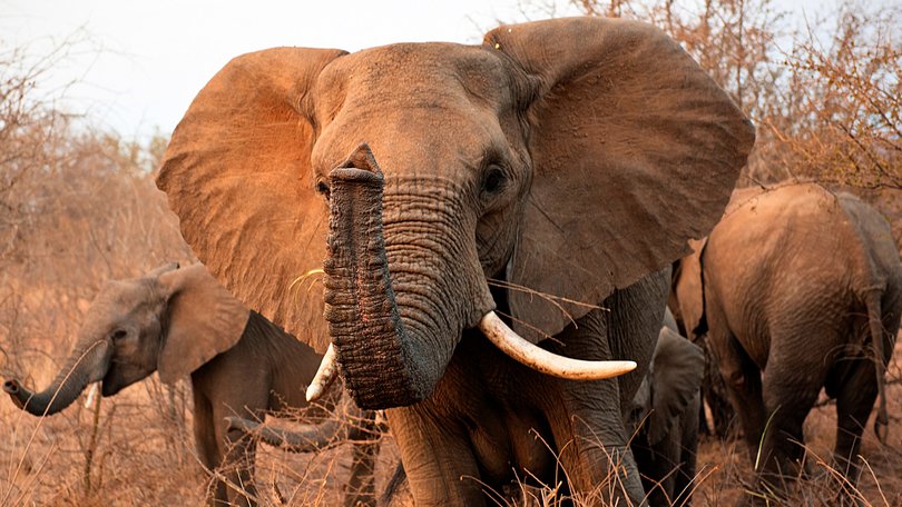 Two women have been killed in a brutal elephant attack.