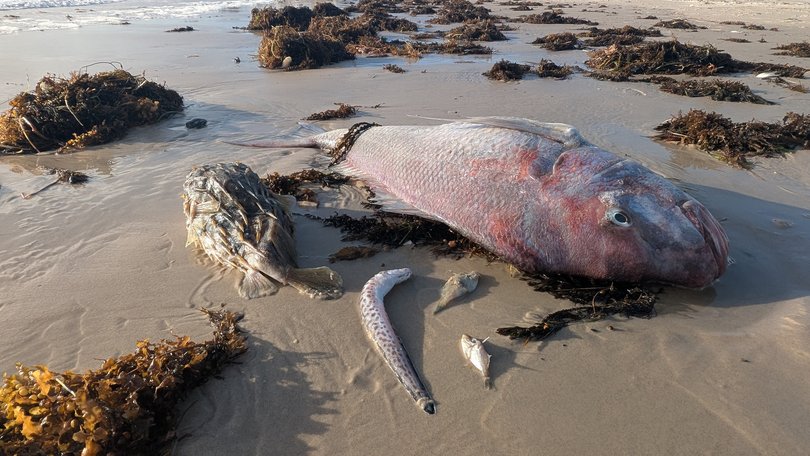 Impacted marine life killed by algae related to the algal bloom in Adelaide, South Australia.